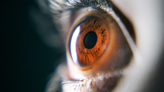 Cropped shot of a teenage girl’s brown coloured eye looking away