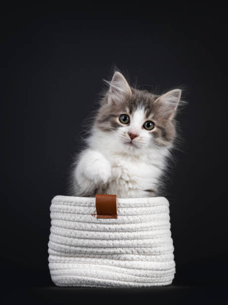 istock Siberian kitten on black background 1306641195