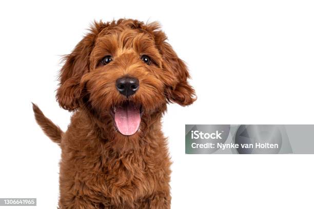 Cobberdog Pup On White Background Stock Photo - Download Image Now - Dog, White Background, Puppy