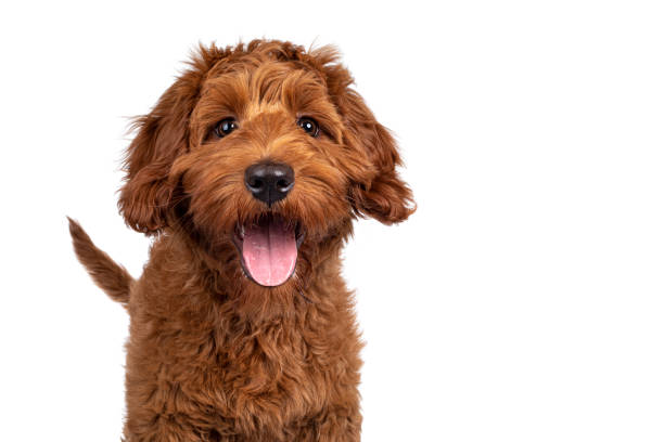 cobberdog pup on white background - fofo descrição física imagens e fotografias de stock