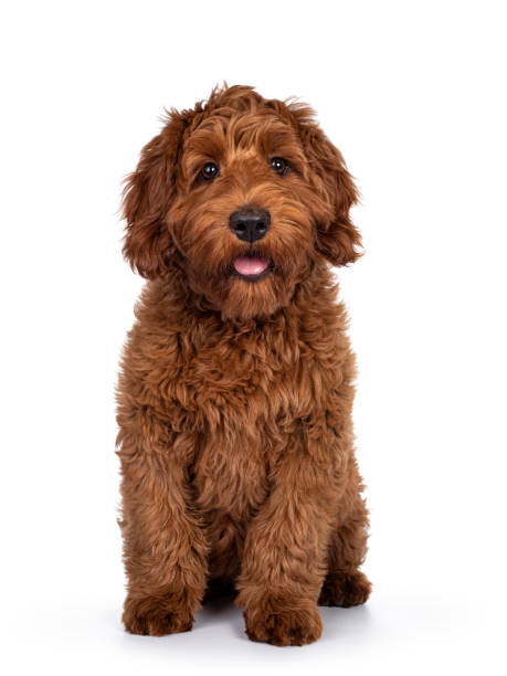 istock Cobberdog pup on white background 1306641997