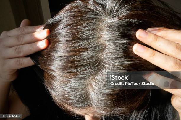 Young Woman Shows Her Gray Hair Roots Stock Photo - Download Image Now - White Hair, Gray Hair, Gray Color