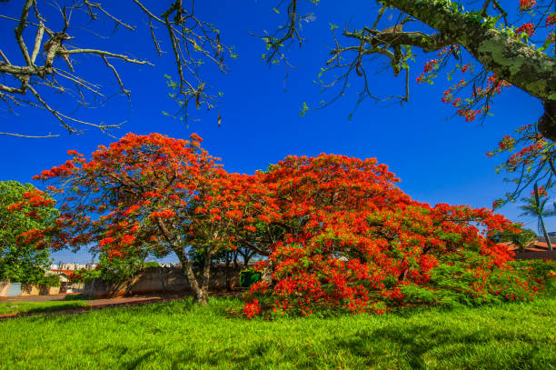 istock Flamboyant tree blooming, beautiful nature (Delonix regia) 1306642381