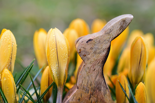 Easter in Germany with a wooden Easter bunny standing between yellow crocus after the rain