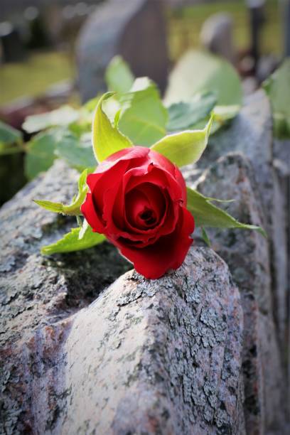 istock red rose on a wooden background 1306643237
