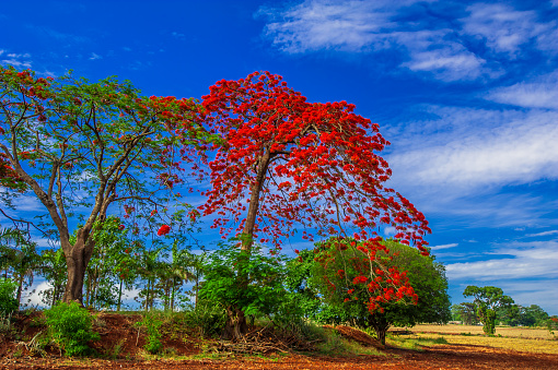 Flamboyant tree blooming, beautiful nature (Delonix regia)