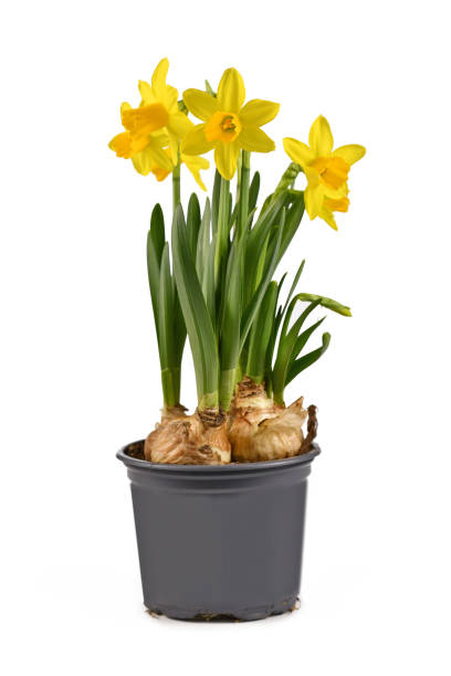 fleurs jaunes de source de jonquille fleurissantes en pot - daffodil bouquet isolated on white petal photos et images de collection