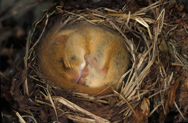 gemeiner schlafsaal - haselmaus stock-fotos und bilder