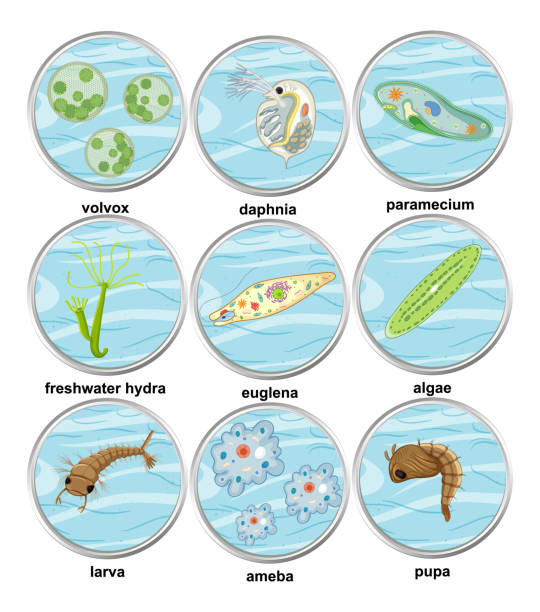 Set of different types of unicellular organisms Set of different types of unicellular organisms illustration volvox stock illustrations