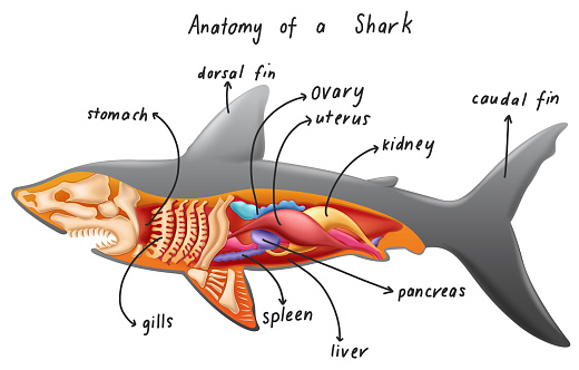Queue Requin Anatomie Dun Requin Vecteurs libres de droits et plus d'images ...