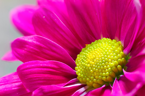 A close up shot where you can see all the details of a pink daisy flower.