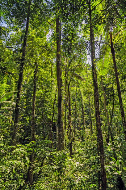 istock Jungle forest. Exotic tropical green plants 1306647595