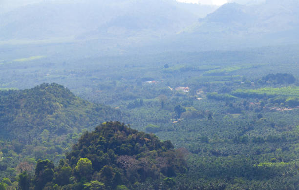 istock Jungle forest. Exotic tropical green plants 1306647735