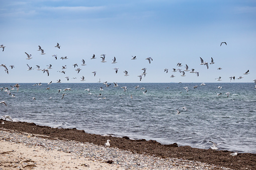 Seagulls Flying above Baltic Sea and Sand Coast, Germany, Europe