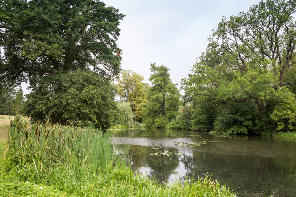 istock Lake surrounded by Trees and Reed Grass in Summer, Germany 1306649349
