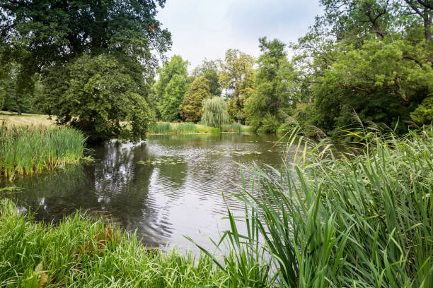 istock Lake surrounded by Trees and Reed Grass in Summer, Germany 1306649454