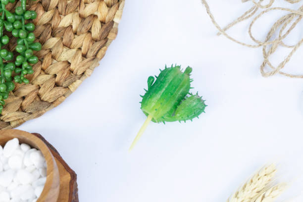 Artificial Cactus Succulents stock photo