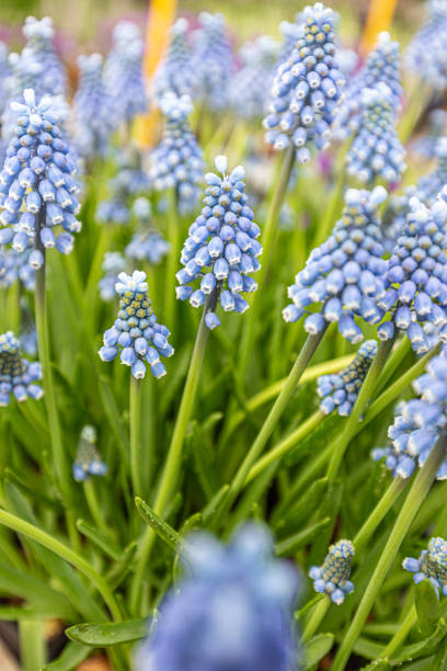 Blue Muscari flowers Blue Muscari flowers close up. A group of Grape hyacinth (Muscari armeniacum) blooming in the spring, closeup with selective focus grape hyacinth stock pictures, royalty-free photos & images