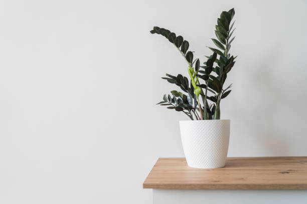 istock Plant Dollar tree in white pot on white background 1306652103