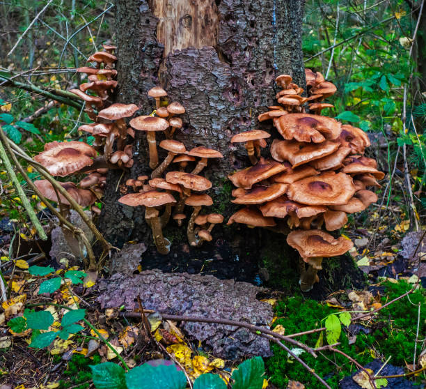 istock Close up of Sheathed woodtuft (Kuehneromyces mutabilis aka Pholiota mutabilis) 1306652742