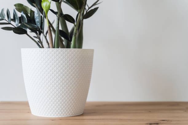 istock Plant Dollar tree in white pot on white background 1306653055