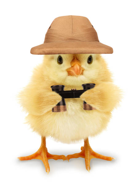 istock Cute cool chick adventurer explorer with pit helmet and binoculars funny conceptual image 1306654451
