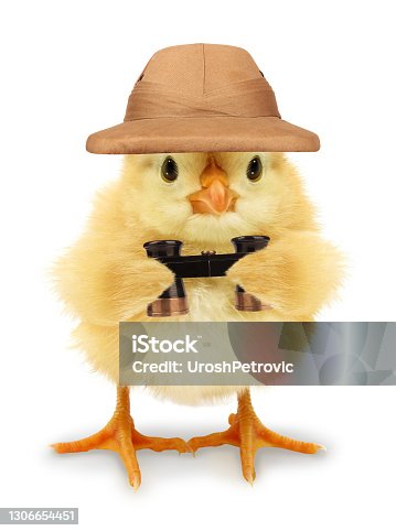 istock Cute cool chick adventurer explorer with pit helmet and binoculars funny conceptual image 1306654451