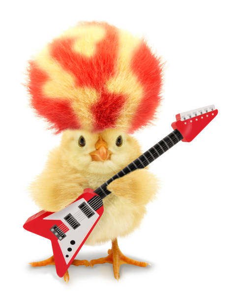 fofo cool chick músico com cabelo amarelo vermelho louco e guitarra elétrica imagem conceitual engraçada - young bird chicken bird cut out - fotografias e filmes do acervo