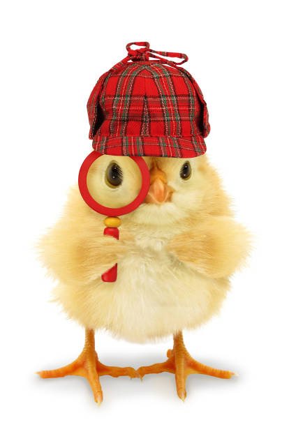 istock Chick detective is looking through magnifier lens conceptual photo 1306654482