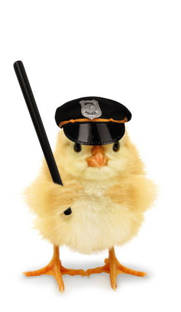 istock Cute cool chick cop policeman with police baton funny conceptual image 1306654518