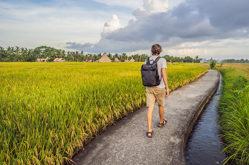 Male tourist with a backpack goes on the rice field.