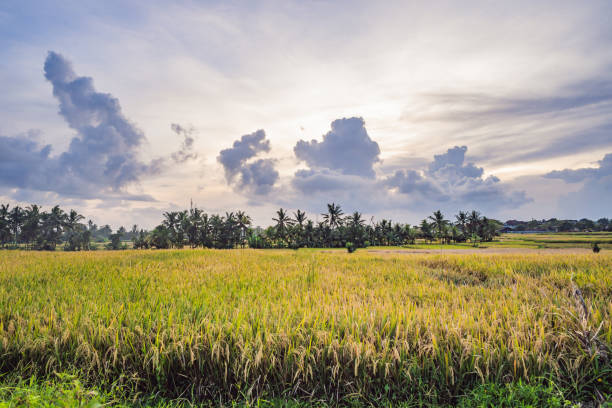 istock Rice field in sunrise time for background 1306654558