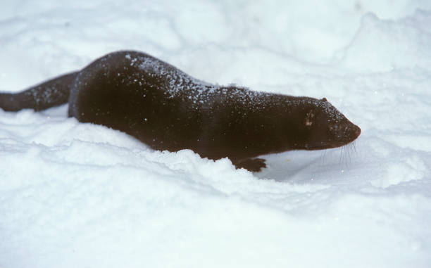 American Mink American Mink in snow Mustela vison american mink stock pictures, royalty-free photos & images