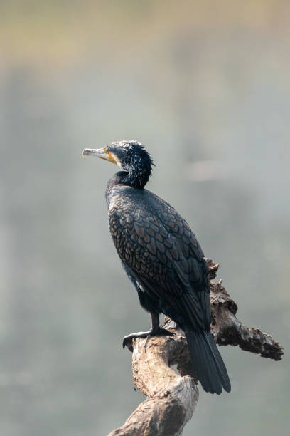 Cormorant on a Dead Tree A cormorant sitting on a dead branch over a lake. phalacrocorax africanus stock pictures, royalty-free photos & images
