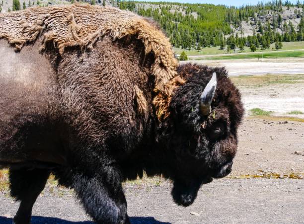 istock Bison in Yellowstone National Park 1306657166