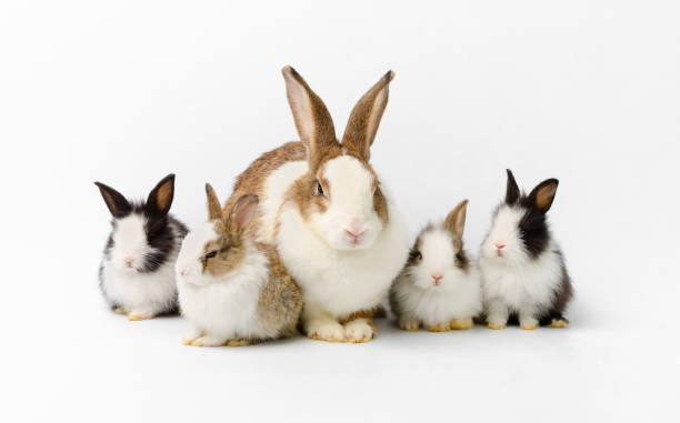 istock Mother rabbit and four newborn bunnies on white background 1306658675