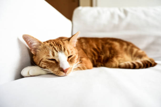 istock A young cat sleeping on a couch at home, sweet and beautiful. 1306658860