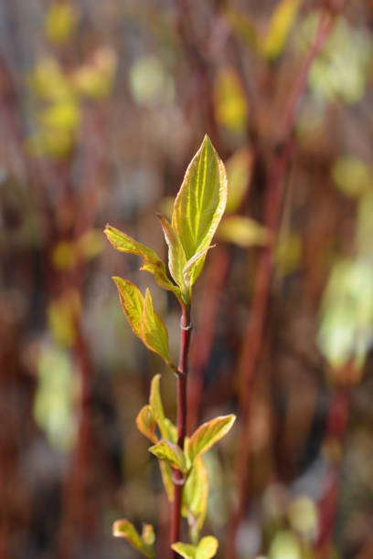 istock Variegated dogwood Gouchaultii 1306659070