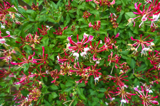 flor de lonicera periclymenum floreciendo en el jardín, horario de verano. - honeysuckle pink fotografías e imágenes de stock