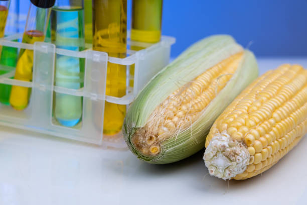 istock Ethanol biofuel derived from corn maze with beaker test tubes in laboratory 1306660385