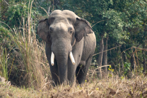 istock Wild Elephant in the Jungle 1306661476