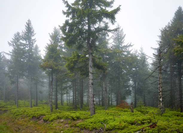 istock Dark forest in a rainy, foggy day. 1306664088