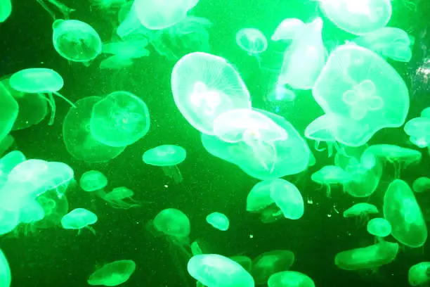 A group of jelly fish in green lighting