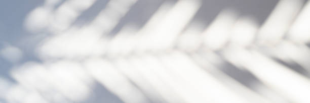 istock blurred shadow of a palm leaf on a white background. banner 1306664379