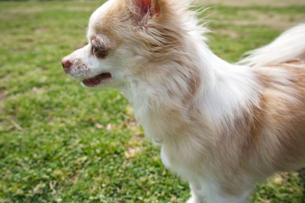 istock A chihuahua dog. 1306664740