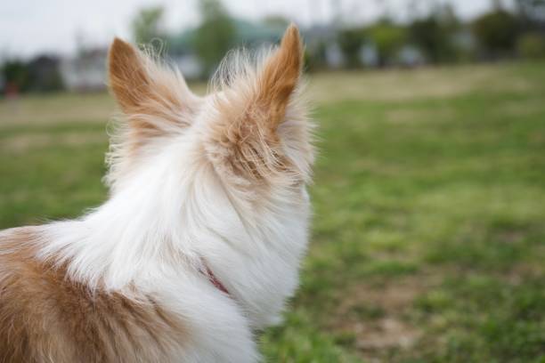 istock A chihuahua dog is looking something. 1306664800