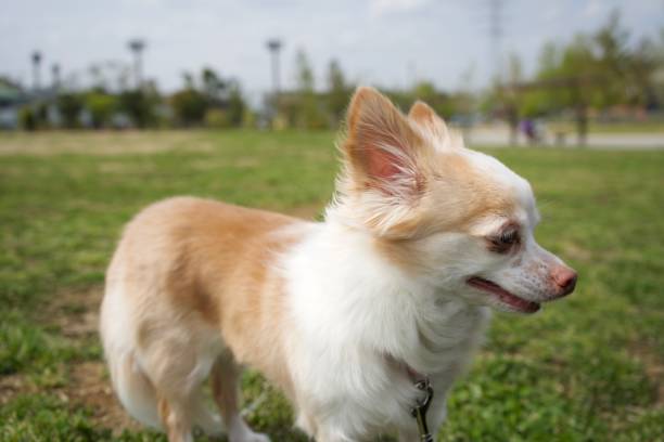 istock A chihuahua dog on the green grass. 1306664802