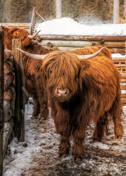 istock Highland Scottish Cow in a Cattle Corral 1306667484