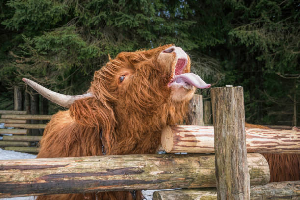 istock Highland Scottish Cow in a Cattle Corral 1306667620