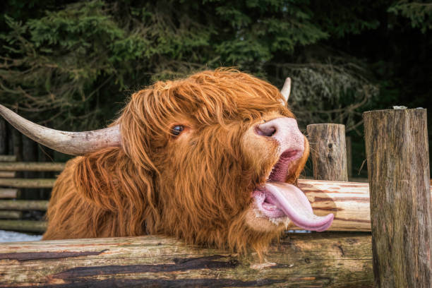 istock Highland Scottish Cow in a Cattle Corral 1306667768
